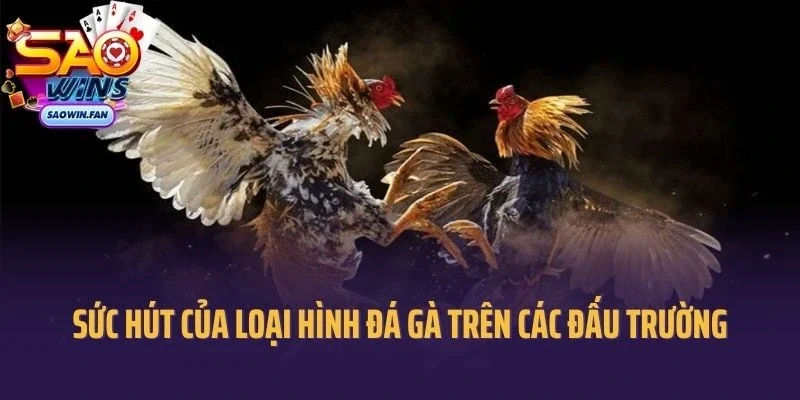 Sức hút của loại hình đá gà trên các đấu trường