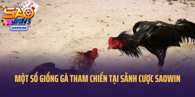 Một số giống gà tham chiến phổ biến tại sảnh cược Saowin